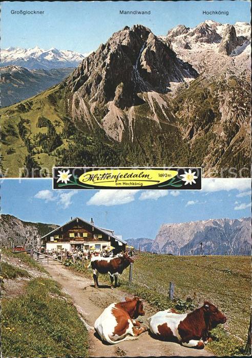 Muehlbach Hochkoenig Mittenfeldalm Blick gegen Tennengebirge Kuehe Edelweiss