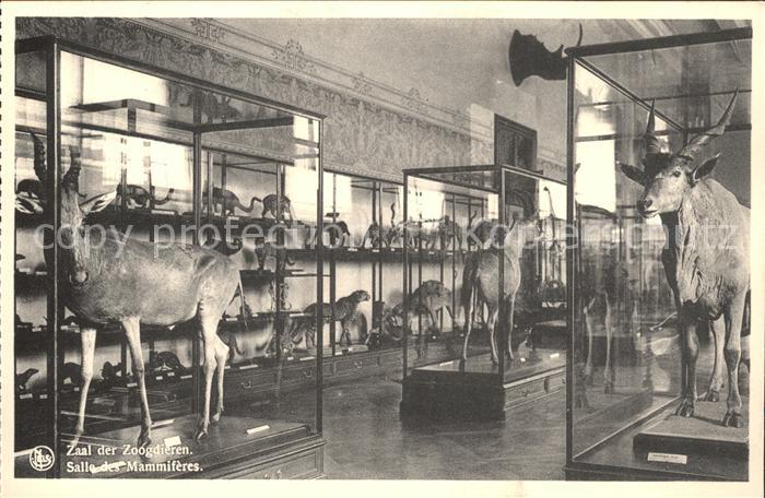 Tiere Kuhantilope Tervuren Musee du Congo Bel