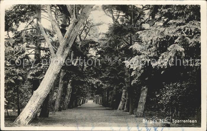 Bergen aan Zee Sparrenlaan