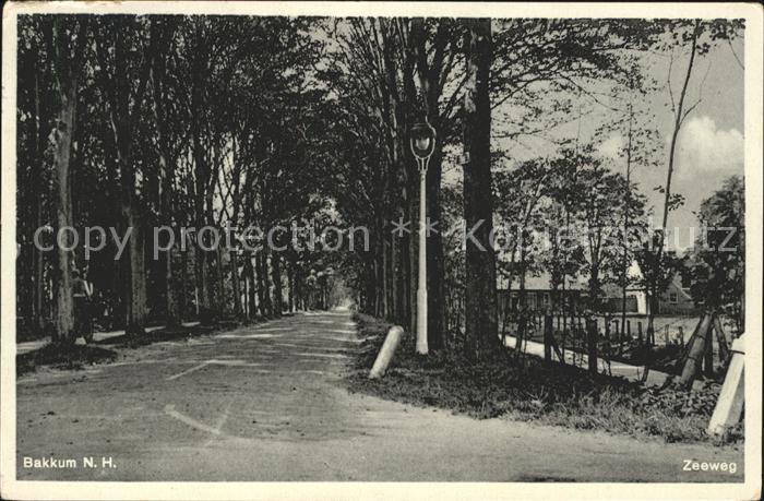 Bakkum Zeeweg Baumallee