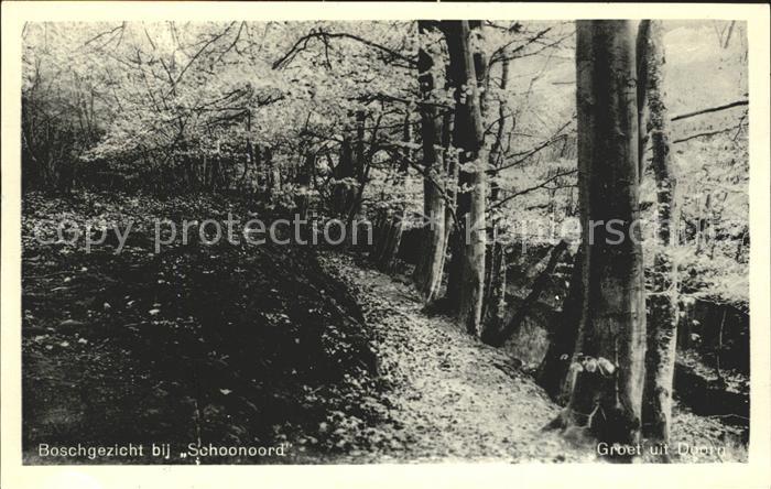 Schoonoord Boschgezicht Waldpartie