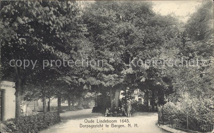 Bergen aan Zee Oude Lindeboom Alter Baum Linde