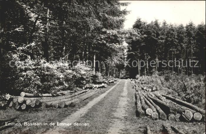 Emmen Netherlands Boslaan in de Emmer dennen Waldweg