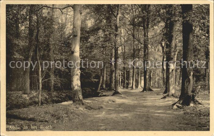 Assen in het Bosch Waldpartie