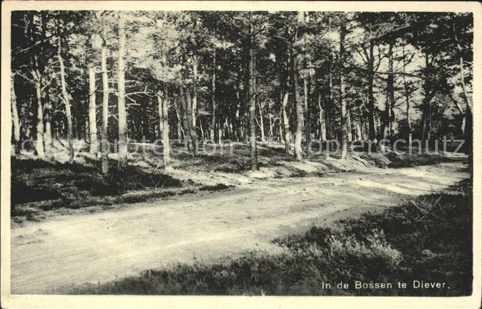 Diever In de Bossen Waldpartie