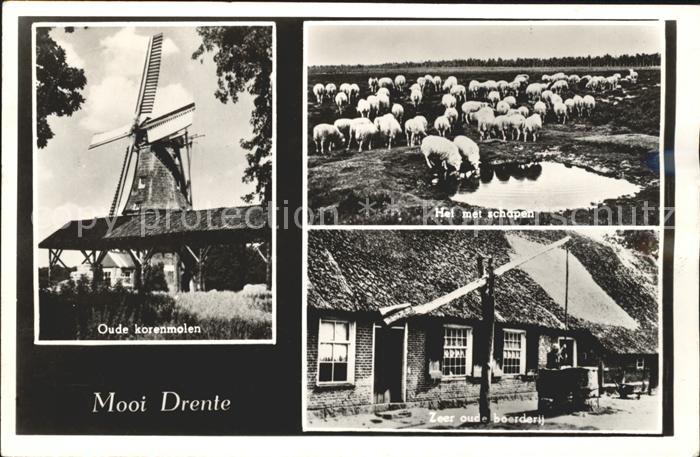 Hoogeveen Oude korenmolen Schapen Zeer oud beerde