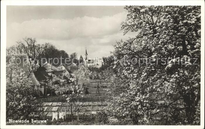 Tiel Bloeiende Betuwe Baumbluete