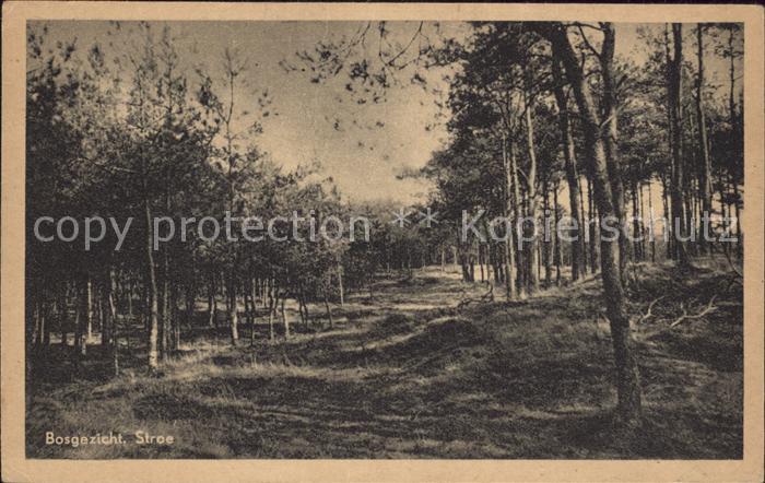 Stroe Bosgezicht Waldpartie