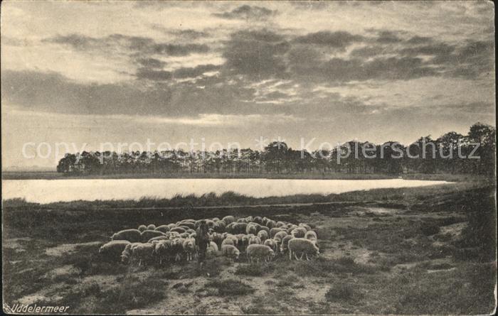Uddel Schafe Meer