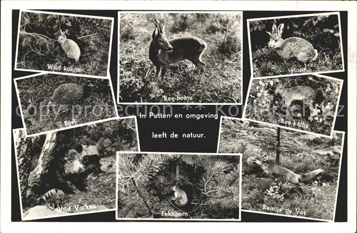 Putten Gelderland Ree-bokje Wild konijn Eekhoorn