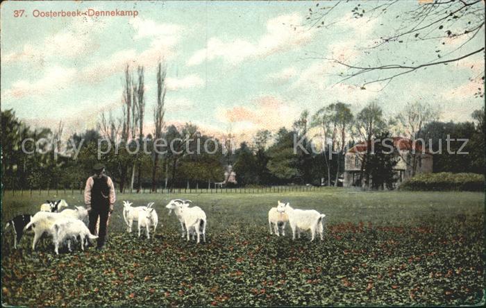 Oosterbeek Dennekamp