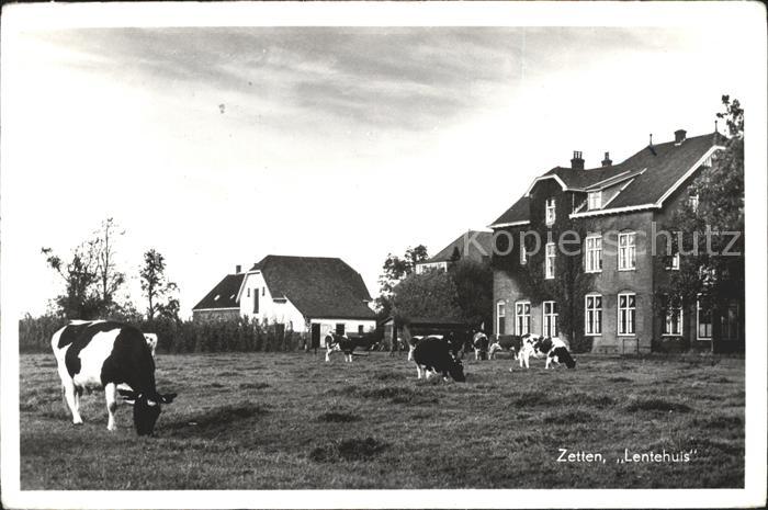 Zetten Lentehuis Kühe
