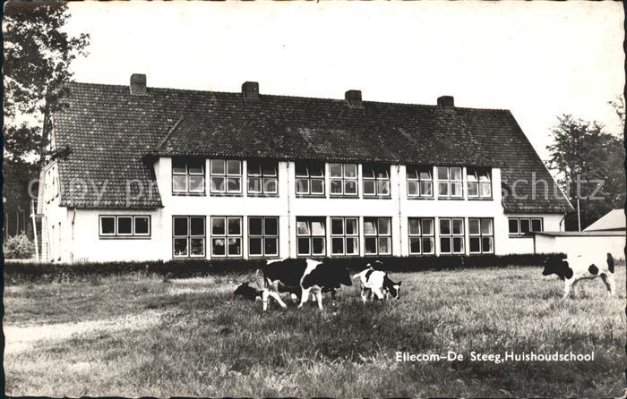 Ellecom De Steeg Huishoudschool Kühe