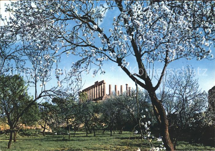 Agrigento Tempel der Juno bluehende Mandelbaeume