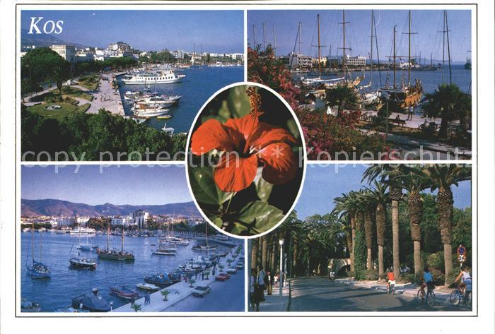 Kos Cos Hafen Palmen Allee Blumen