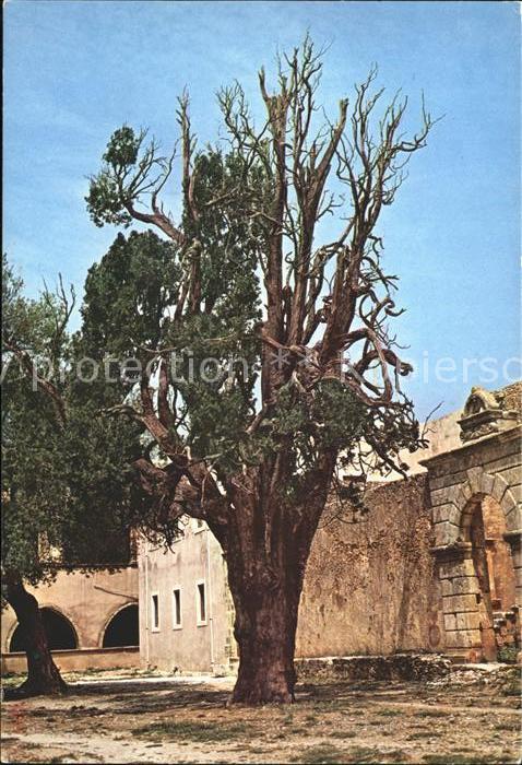 Rethymno Kreta Historische Zypresse Arkdi Kloster