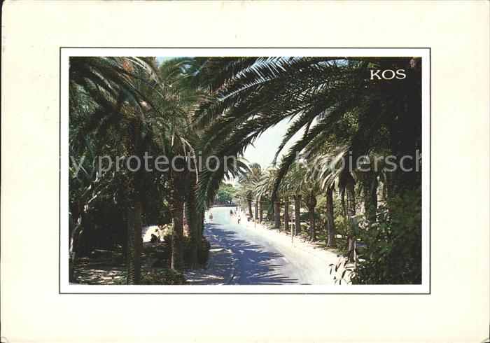 Kos Cos Palmen Strasse