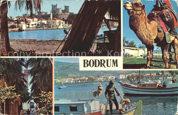 Bodrum Halicarnasus Kamel Segelboot Palmenstrasse