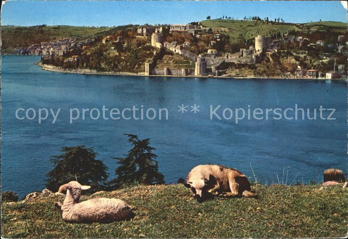 Istanbul Constantinopel Rumelihisar Bosphorus Schafe