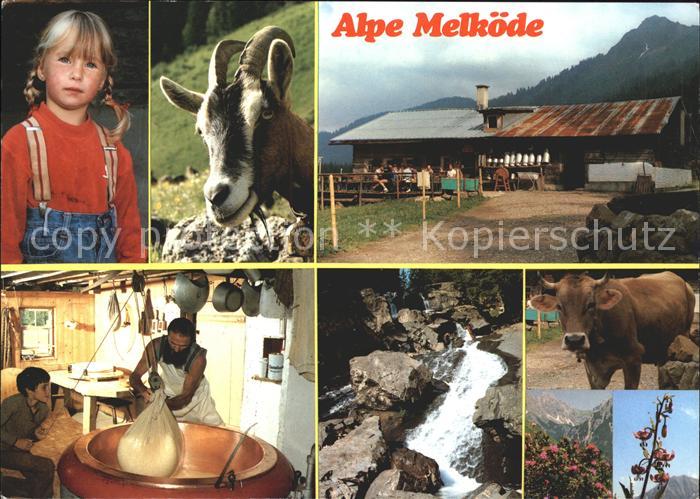 Kleinwalsertal Alpe Melkoede Schwarzwassertal Gemse Alpenkind Kaeserei