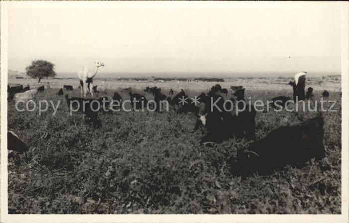 Kamel  Camel Chameau Ziegen Typen