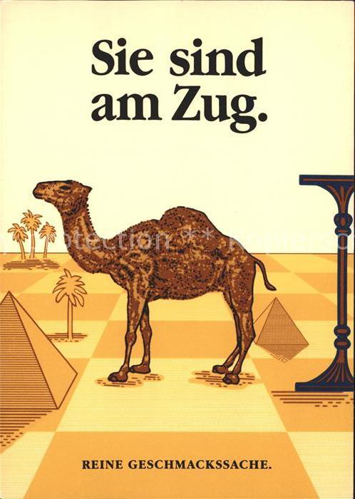 Kamel  Camel Chameau Werbung Zigaretten