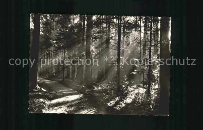 Koenigsfeld Schwarzwald Stellwald