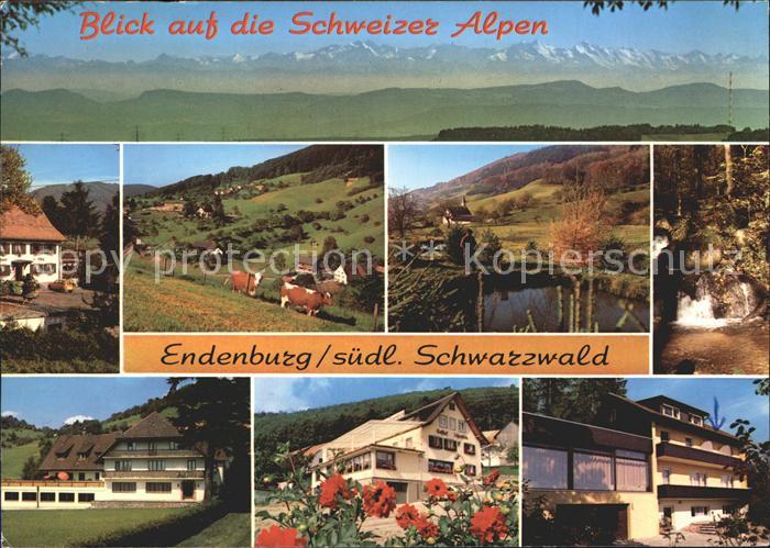 Endenburg Blick Schweizer Alpen Kuehe Teich