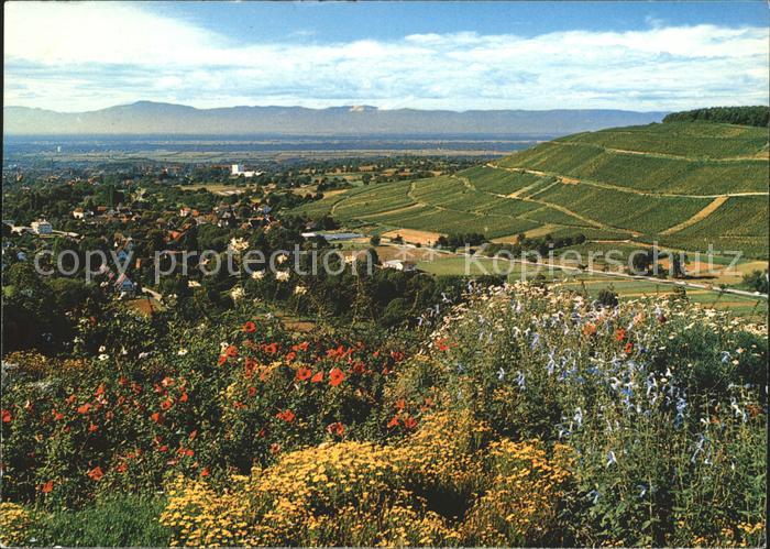 BADENWEILER BW Blick Roemerberg Rheintal Vogesen
