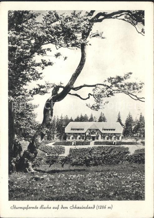 Schauinsland Berghotel Burggraf mit Sturmgeformter Buche