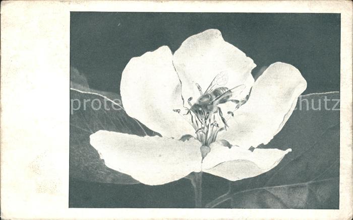 Bienen Insekten Blume