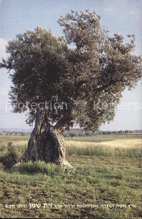 Baeume Trees Israel