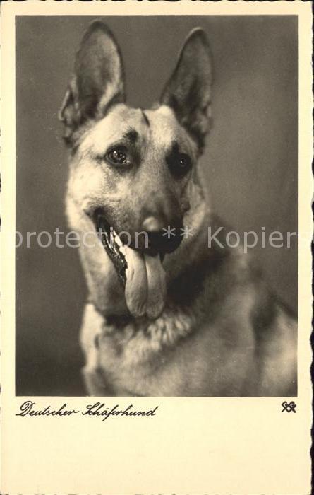 Schaeferhunde Deutscher Schaeferhund