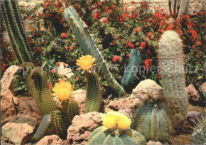 Kakteen Sanary-Bandol Jardin Exotique