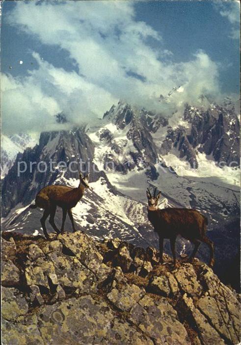 Gemse Chamois Berge Frankreich