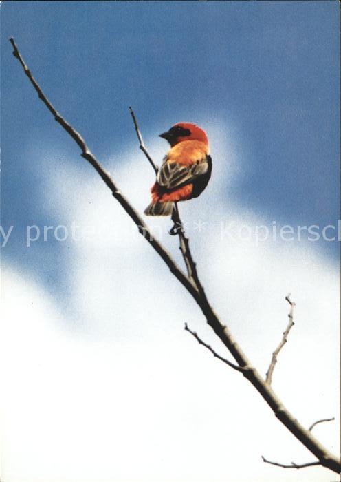 Voegel Birds Oiseaux Uccelli Pajaros--