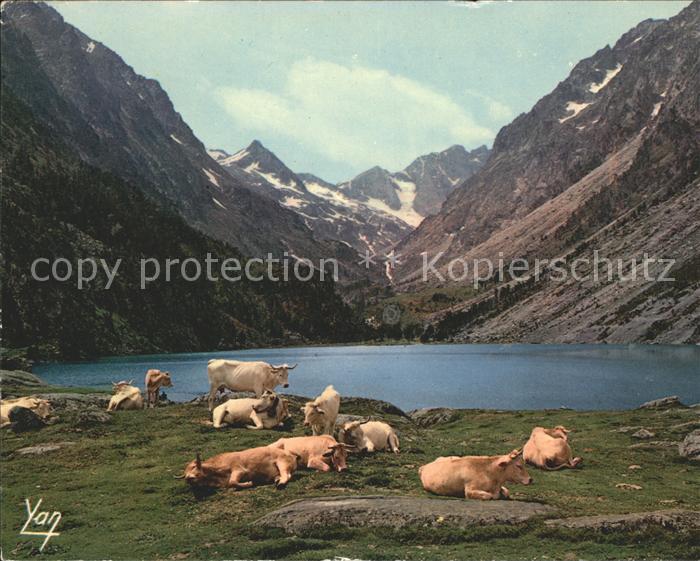 Kuehe Lac de Gaube Berge