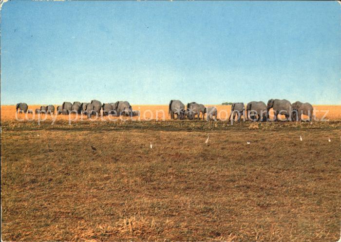 Elefant Nord Cameroun Waza