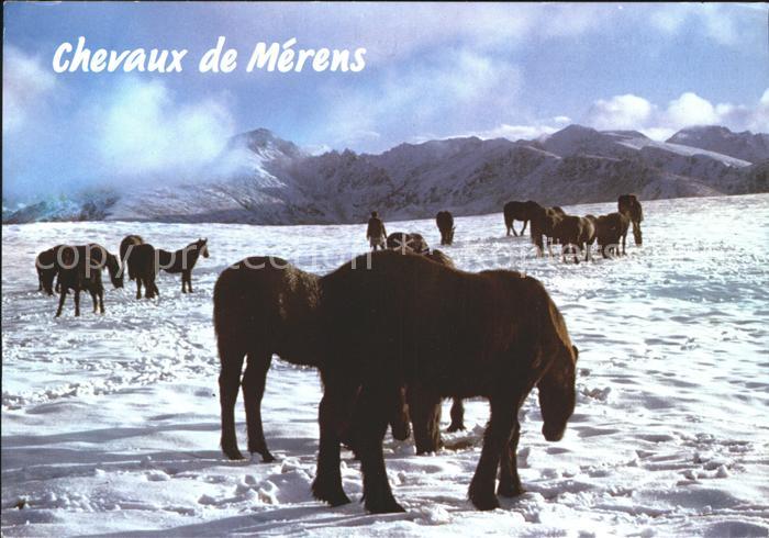 Pferde Chevaux de Merens Ax les Thermes