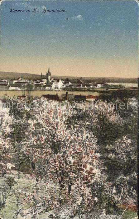 Werder Havel Baumbluete