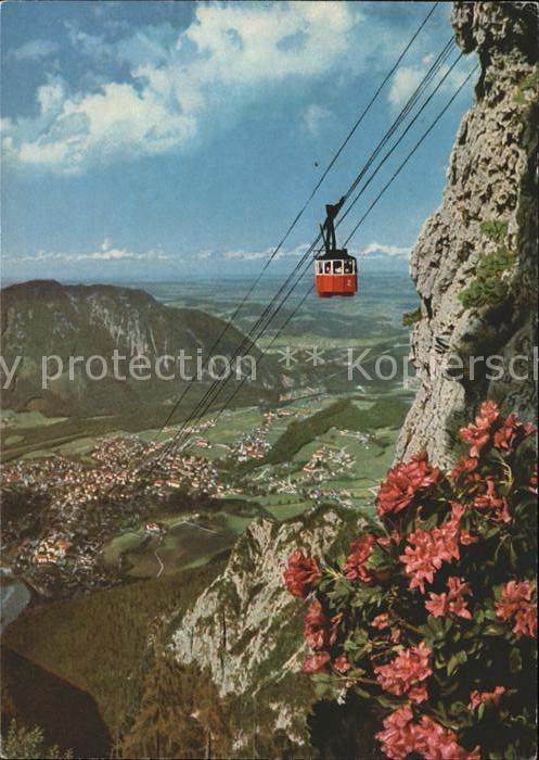Seilbahn Predigtstuhl Bad Reichenhall Alpenrosen