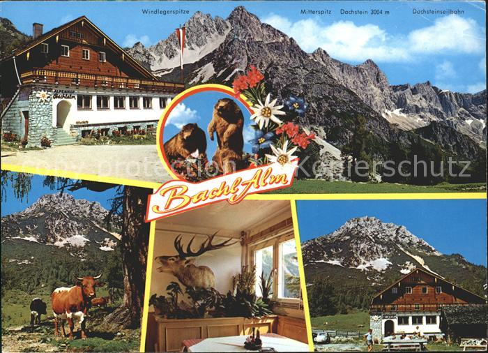 Ramsau Dachstein Steiermark Alpengasthof Bachlalm Murmeltiere