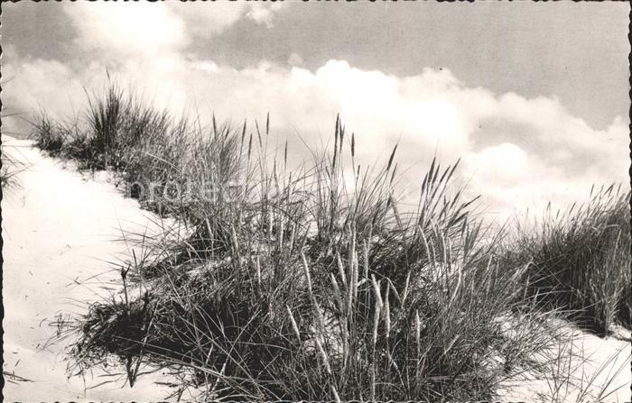 St Peter-Ording Duenengras