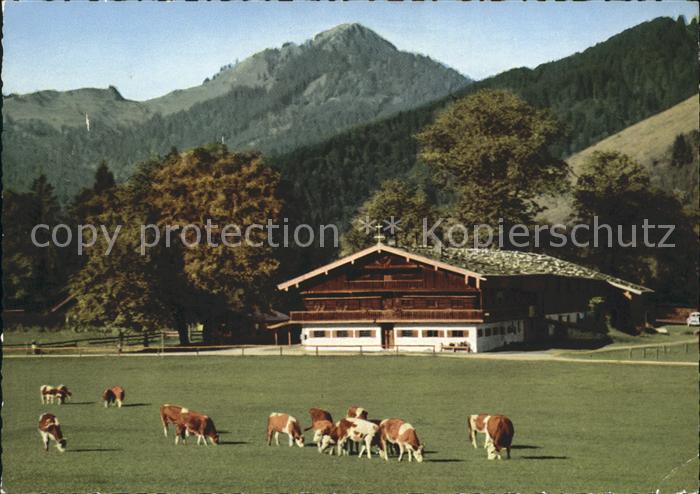 Bad Wiessee Berggasthaus Bauer in der Au Kuehe