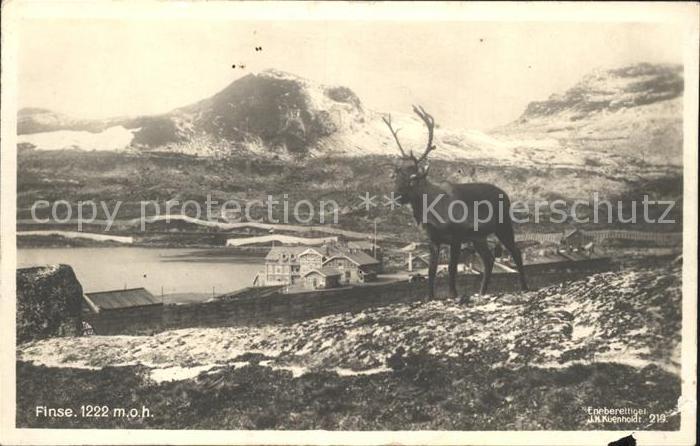 Hirsch Finse Foto J.H. Kueenholdt Nr. 219