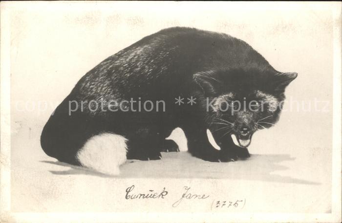 Tiere Mader Cunuck Jane