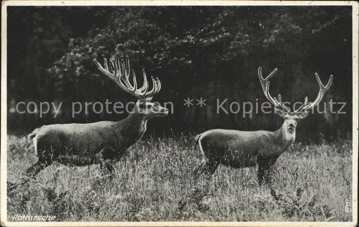 Hirsch Rothirsche
