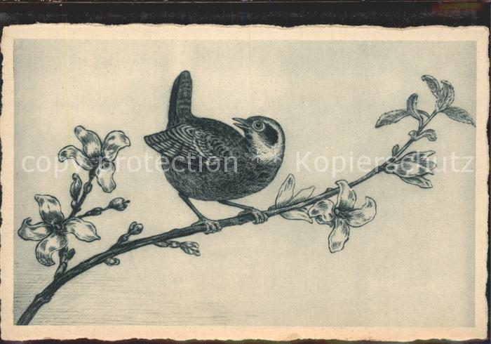 Voegel Birds Oiseaux Uccelli Pajaros-- Blueten Timon-Nr. 76