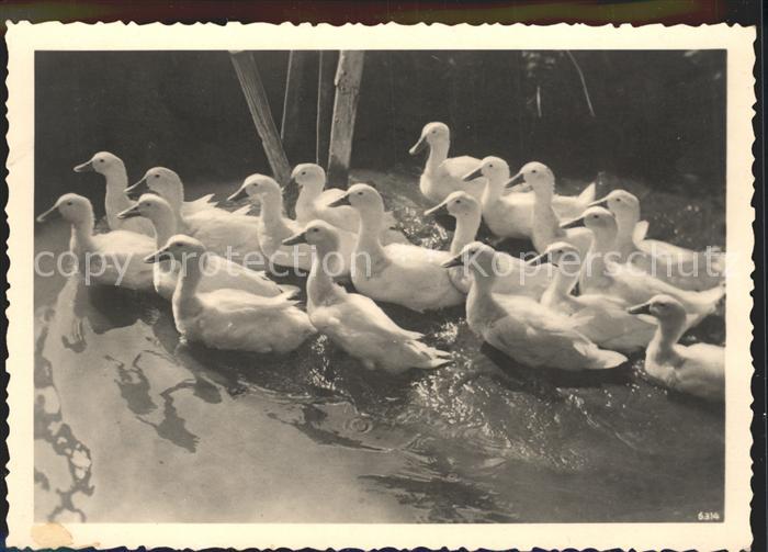 Enten Foto-Stoeckel