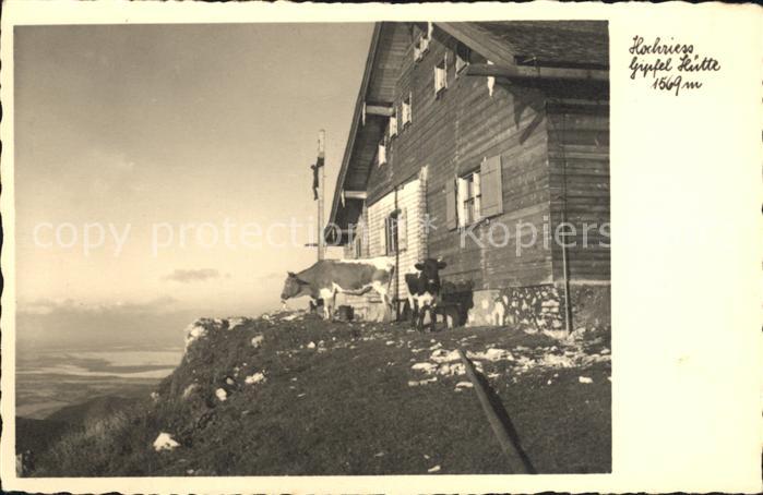 Hochrieshuette Kuehe